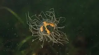 Clinging jellyfish