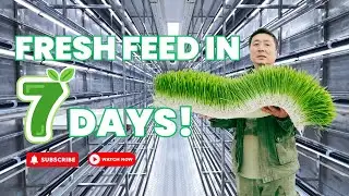 Commercial Hydroponic Fodder Container: Automated Livestock Feed System Tour