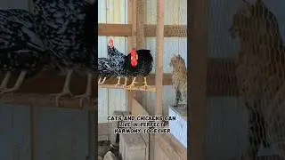 Why our Kittens Live in the Chicken Coop? Will our Cats start Crowing?