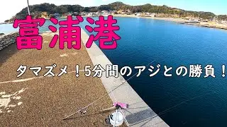 【富浦港】アジの時合は一瞬で！【海釣り】