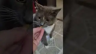 Treat session with my senior cats. #seniorcats #catvideos #cats #cutecats #oldcat