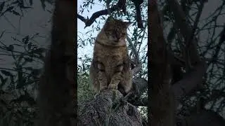 Blind cat William in his favourite tree #cat #cuteanimal #cute #animals  #catvideos #catshorts