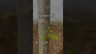 Moringa tree growth after pruning