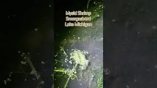 Mysid Shrimp in a Great Lakes Back Bay