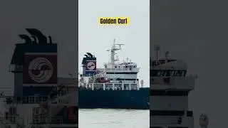 Veseel Golden Curl