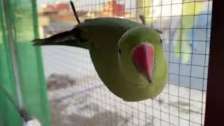 Cockatiel || Cockatiels || AB Pet House