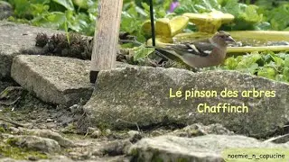Pinsons des arbres / Eurasian chaffinch