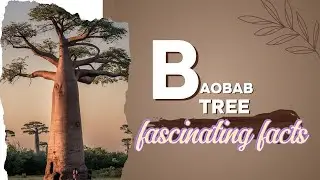 baobab tree fascinating facts