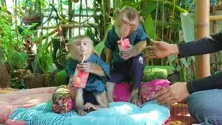 Koko and adorable Yoko mom properly love and care /Koko&Yoko official
