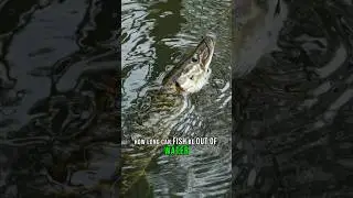 HOW LONG Can Each Fish Be OUT Of Water? #shorts #fishing