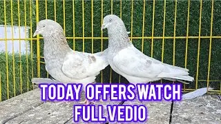 TOP QUALITY HIGHFLYERS PAIRS AVAILABLE IN HYDERABAD 