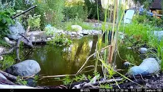 Song Sparrow and Rufous-sided Towhee