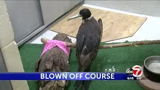 Rare seabird disoriented by winter storm ends up at El Paso Zoo