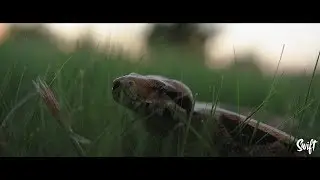 Patty - Snakes (Dir. by Thaddeus Swift)