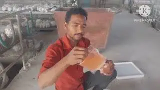 how to vaccinate layer chicks 2024 [odia]     ...