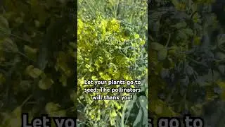 I always let certain plants go to seed. The bees are loving my broccoli side shoots & cilantro