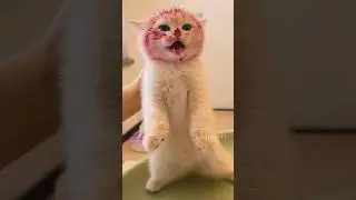 Caught a Sneaky Cat Stealing Food!🐾😂#cute  #cat #kitten #meow  #funny