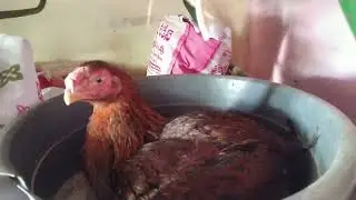 #timelapse//Brooding Red hen, how hens Hatching eggs in Natural way