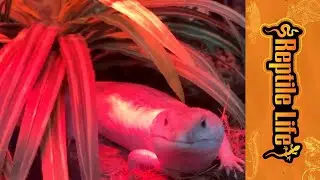Lizard Cage Accessories | Reptile Life