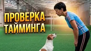 Танцы с собаками Dog dance Тимошина Светлана & Тимона Терр. Танец 