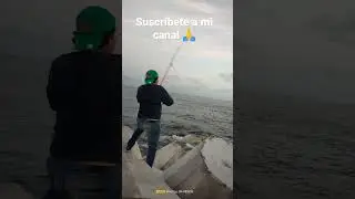 pesca de sierras en campos manzanillo #jrpesca