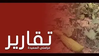 وادي سهام في الحديدة جمال وروعة المكان وخصوبة الانتاج والخيل العربي الاصيل