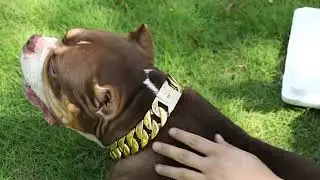 32mm Heavy Duty Dog Chain Necklace Tactical Collar Gold Cuban Link For Large Walking Dog Ring