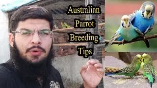 Australian Parrot Breeding Tips | Budgies Parrot Breeding Tips | Budgies Parrot Colony | KK Birds