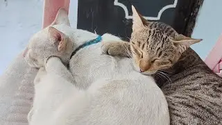 Cute meow sleeping 😴 | new cat video | cute cat video #cat #catlovers #catvideos #cutecat #cats 