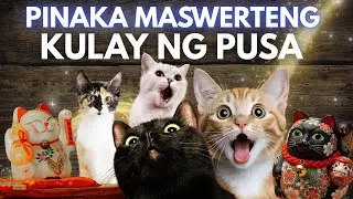Mga Pinaka SWERTENG KULAY ng PUSA na Dapat Mayroon Ka! Lucky Cat Colors!
