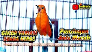ANIS MERAH SUPER GACOR MERANGSANG BUNYI ANIS MERAH LAIN DENGAN CEPAT   #anismerah