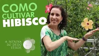 Nô Figueiredo Ensina Como Cultivar Hibisco