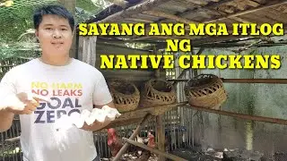 INAYOS KO ANG MGA NESTING BASKET AT BREEDING PEN NG MGA NATIVE CHICKENS|BACKYARD FARMING