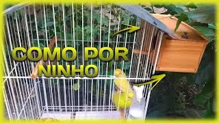 COLOCANDO NINHO POR FORA DA GAIOLA | MEUS BICHOS