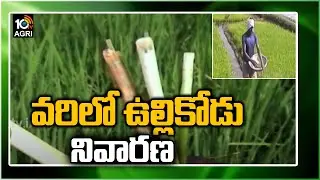 వరిలో ఉల్లికోడు నివారణ.. | Paddy Crop Farming | Ullikodu Prevention | Matti Manishi | 10TV Agri