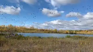 Thousands of Canada Geese migrating