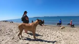 Cash 2.0 Great Dane at Rosie's Dog Beach in Long Beach, CA - organized  Great Dane meetup (4 of 9)