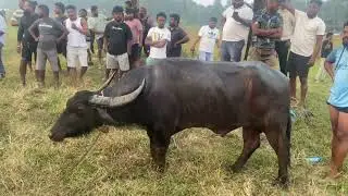Bullfights Goa || Traditional Dhirio Sport || Goan Dhirio Sport ||