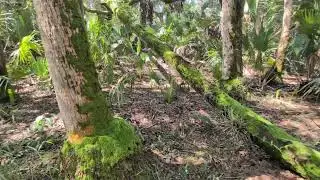 Pincushion Moss on Cabbage Palm Tree & Downed Log on Ditch of Doom in Little Big Econ State Forest!