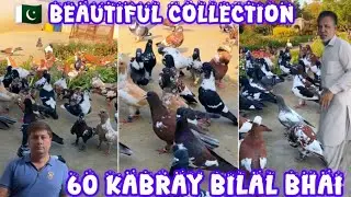 60 kabare | Bilal bhai | new entry | colourful pigeon | ladaiyan k taiyari |🇵🇰 Most Expensive pigeon