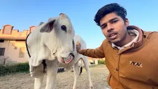 Vrinda ka Birthday Celebration Nahi Hoga 😥 | EP: 9 Talking Cow Vrinda 