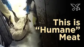 SHOCKING: Violent Abuse at &ldquo;Humane&rdquo; Meat Slaughterhouse