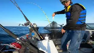 Beaverslures.com wonderbread saving the day again.
