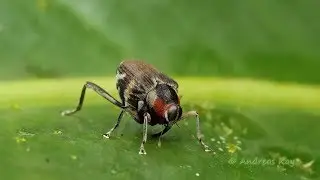 Little Weevil mimicking Fly and talking to its partners by Drumming with the snout in Ecuador