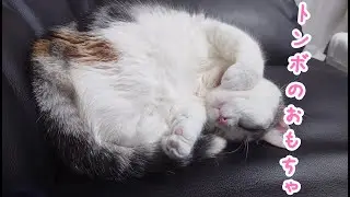 福袋に入っていたトンボのおもちゃ ｜びびちゃんねる #cat #猫動画 #猫 #猫と遊ぶ #猫のおもちゃ