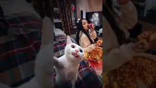 How to get Selfie by your Cat🐱🤳
