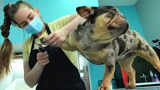 Funny Frenchy Bulldog - Merle Blue - Grooming, Deshedding, Cleaning Wrinkles @ManWithThePaws