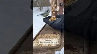 Wild Birds Feeding ASMR | Bird Charcuterie Moment ❄️🐦