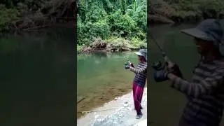 Strike spottail bass ..... bengkulu