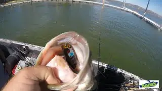 Clearlake Frog Fishing, insane blow ups! (Gone-zo's!!)